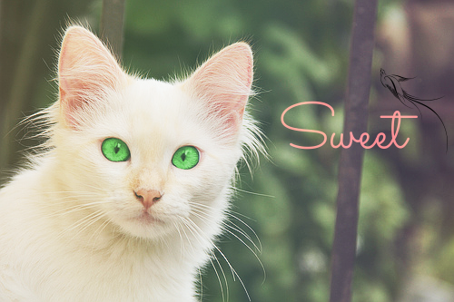 Sweetpaw Avatar