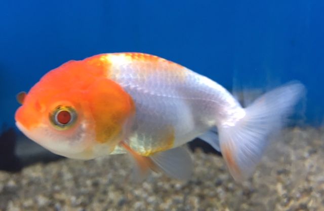 Goldfish%207_zpsy1z9oz6u.jpg
