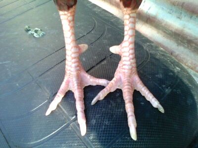 Ga Tre Lai My Hang Da Tien Cho ae 5Giay - 4