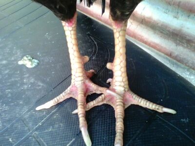 Ga Tre Lai My Hang Da Tien Cho ae 5Giay - 1