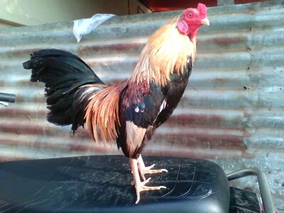 Ga Tre Lai My Hang Da Tien Cho ae 5Giay - 3