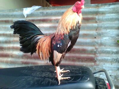 Ga Tre Lai My Hang Da Tien Cho ae 5Giay - 2