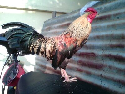 Ga Tre Lai My Hang Da Tien Cho ae 5Giay