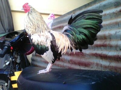 Ga Tre Lai My Hang Da Tien Cho ae 5Giay - 5