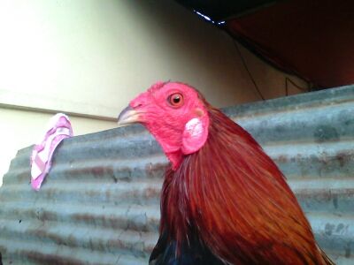 Ga Tre Lai My Hang Da Tien Cho ae 5Giay - 8