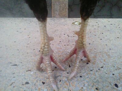 Ga Tre Lai My Hang Da Tien Cho ae 5Giay - 7