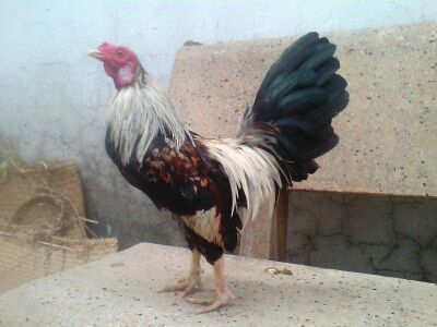 Ga Tre Lai My Hang Da Tien Cho ae 5Giay - 5