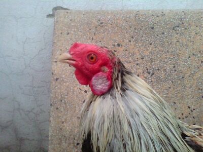 Ga Tre Lai My Hang Da Tien Cho ae 5Giay - 4