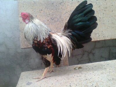 Ga Tre Lai My Hang Da Tien Cho ae 5Giay - 6