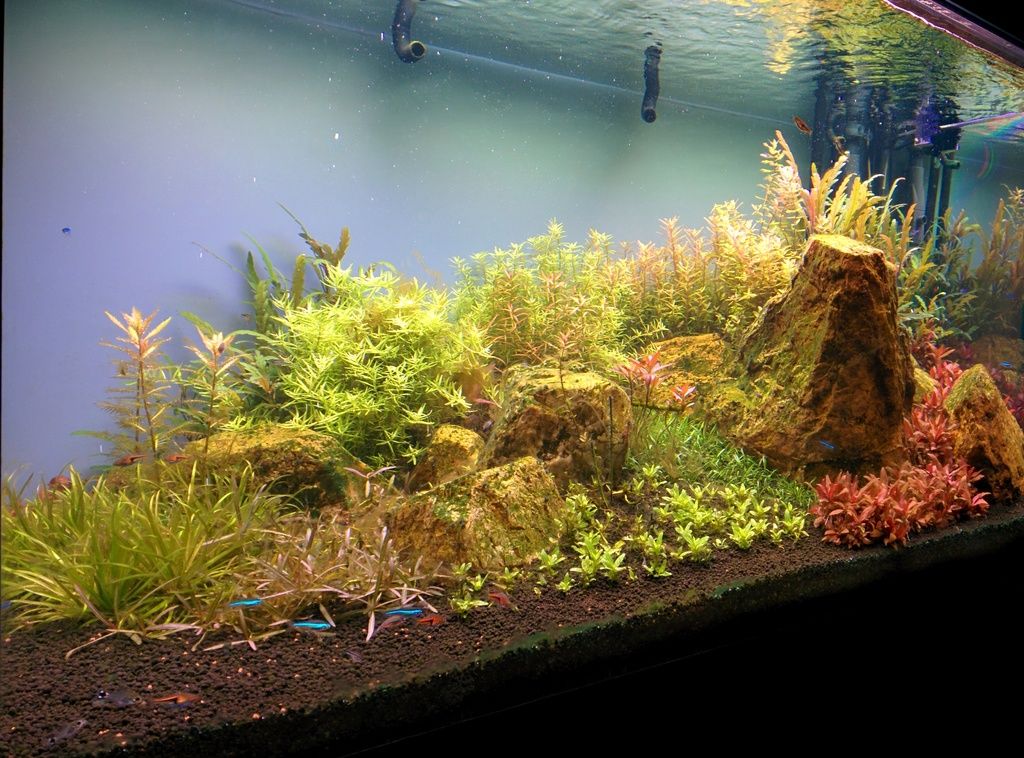 aquarium gh aquarium gh