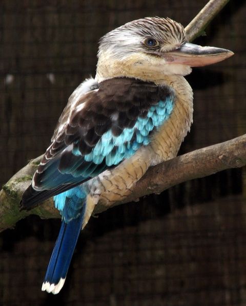 kookaburra_zps976d832e.jpg